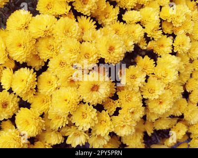 Chrysanthemen gelber Farbe in einem Strauß. Nahaufnahme. Grußkarte für Hochzeit oder Geburtstag. Herbstblüten aus der Familie Asteraceae oder Dendranthema. Blütenstruktur. Blumenwand Stockfoto