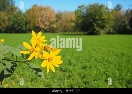 Erdartischocke oder Tuberöse Sonnenblume oder gemahlene Birne Helianthus tuberosus ist eine Art mehrjähriger, krautiger Tuberpflanzen der Gattung Sonnenblume der Familie der Asteraceae. Gelbe Blumen. Stockfoto