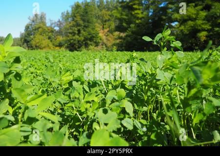 Feld mit grünem Klee. Organisiertes Pflanzen von Klee. Klee Trifolium, eine Gattung von Pflanzen der Leguminosen-Familie Fabaceae, Moth Faboideae. Honigpflanze für landwirtschaftliche Nutzpflanzen, Futterpflanze, Gründung. Stockfoto