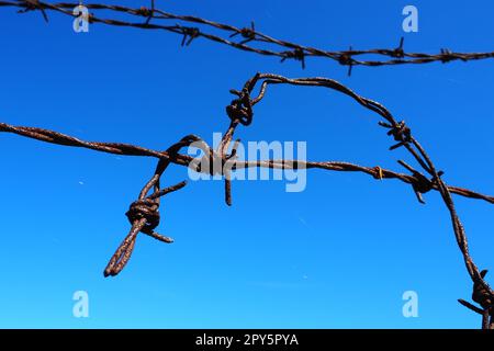 Stacheldraht, Draht, schmaler Streifen aus Metallband, mit scharfen Spitzen darauf, zur Herstellung von Barrieren. Rostiger Stacheldraht am blauen Himmel. Der Begriff Krieg, Beschränkungen der Rechte und Freiheiten. Stockfoto