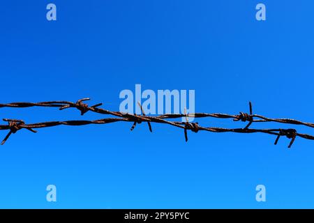 Stacheldraht, Draht, schmaler Streifen aus Metallband, mit scharfen Spitzen darauf, zur Herstellung von Barrieren. Rostiger Stacheldraht am blauen Himmel. Der Begriff Krieg, Beschränkungen der Rechte und Freiheiten. Stockfoto