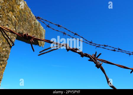 Stacheldraht, Doppeldraht, Metallband mit scharfen Spitzen für Barrieren. Rostiger Stacheldraht am blauen Himmel. Der Begriff Krieg, die Einschränkung von Rechten und Freiheiten. Betonpfeiler. Stockfoto