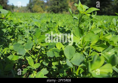 Feld mit grünem Klee. Organisiertes Pflanzen von Klee. Klee Trifolium, eine Gattung von Pflanzen der Leguminosen-Familie Fabaceae, Moth Faboideae. Honigpflanze für landwirtschaftliche Nutzpflanzen, Futterpflanze, Gründung. Stockfoto