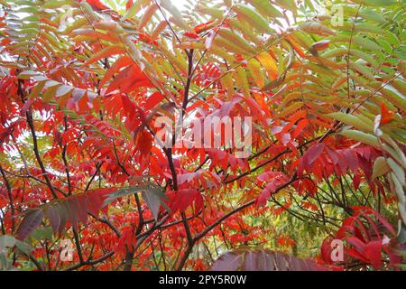 Sumac Rhus ist eine Gattung von Pflanzen, die etwa 250 Arten von Sträuchern und kleinen Bäumen der Anacardiaceae-Familie Anacardiaceae vereint. Herbstfärbung von Rhus typhina Staghorn Sumac, Anacardiaceae. Stockfoto