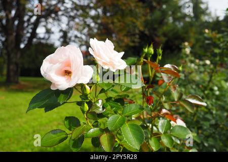 Weiße Rosen im Garten oder Park. Banja Koviljaca, Serbien. Ein Busch weißer Hybridrosen als Dekoration im Landschaftsdesign. Blumenzucht und Gartenarbeit als Hobby. Stockfoto