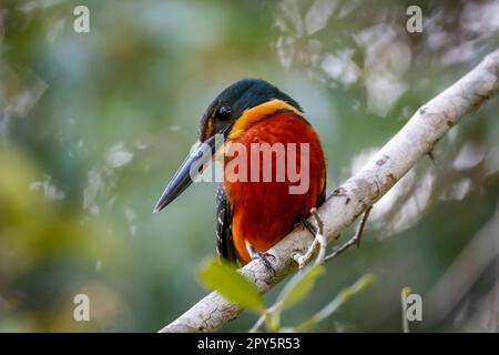 Nahaufnahme eines farbenfrohen, grünen und rufosen Kingfisher vor unscharfem Hintergrund, Pantanal Wetlands, Mato Grosso, Brasilien Stockfoto