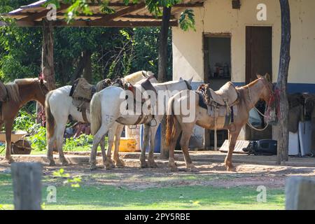 Pantanal Horses sattelt zum Reiten auf einer Farm im Nachmittagslicht, Pantanal Wetlands, Mato Grosso, Brasilien Stockfoto