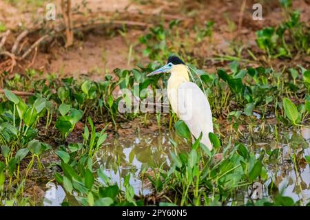 Schöner bedeckter Reiher im Wasser mit Pflanzen am Lagunenrand, Pantanal Wetlands, Mato Grosso, Brasilien Stockfoto