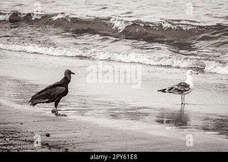 Tropische Schwarze Geier Weiße Möwe Botafogo Beach Rio de Janeiro. Stockfoto