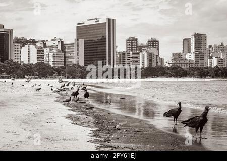 Tropische Schwarzgeier und Tauben Botafogo Beach Rio de Janeiro. Stockfoto