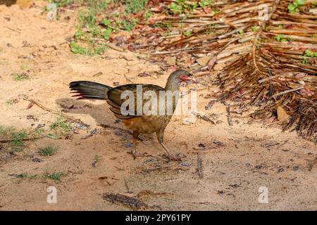 Chaco Chachalaca, die im späten Nachmittagslicht auf dem Boden unterwegs sind, Pantanal Wetlands, Mato Grosso, Brasilien Stockfoto