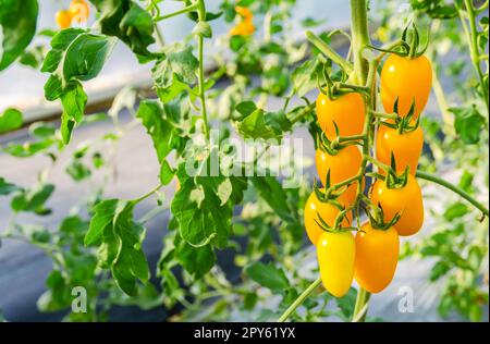 Im Gewächshaus wachsende Pflanzen gelber Kirschtomaten. Stockfoto