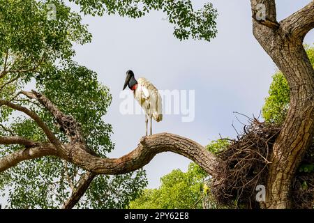 Jabiru Storch auf einem Ast neben seinem Nest vor blauem Himmel, Pantanal Wetlands, Mato Grosso, Brasilien Stockfoto