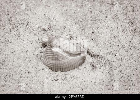 Muscheln am Strand, Botafogo Rio de Janeiro Brasilien. Stockfoto