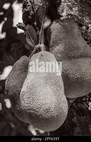 Jackfrucht wächst auf Jack Baum in Rio de Janeiro Brasilien. Stockfoto