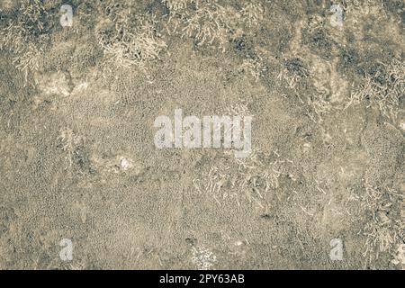 Steinstruktur mit grünem Moos und Flechten in Brasilien. Stockfoto