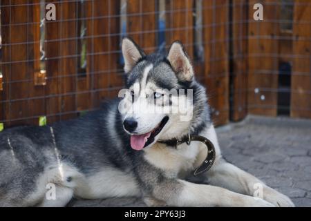 Porträt des sibirischen Huskys Stockfoto