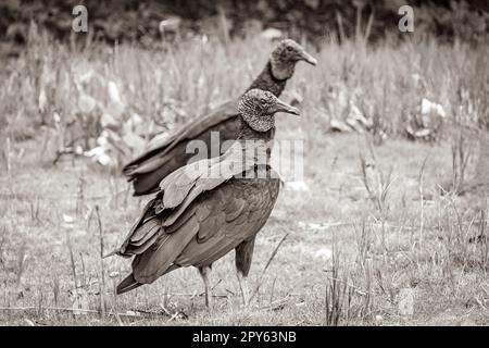 Tropische Schwarze Geier auf Mangrove Pouso Beach Ilha Grande Brasilien. Stockfoto