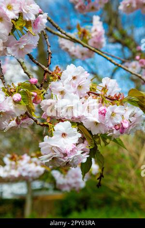 Flauschige, hellrosa Kirschblüten im Frühling (Chilham, Kent, England, Großbritannien) Stockfoto
