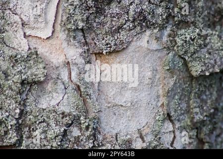 Raue Baumrinde mit feinen natürlichen Strukturen und Patina aus rauer Baumrinde als natürlicher und ökologischer Hintergrund zeigt Details der Rindenoberfläche in der Makroansicht mit Narben und Rissen auf der Holzoberfläche Stockfoto