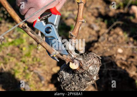Ein Bauer, der im Winter den Reben schneidet. Landwirtschaft. Stockfoto