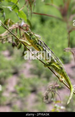 Oustalets Chamäleon, Furcifer oustaleti, Anja Community Reserve, Madagaskar Wildtiere Stockfoto