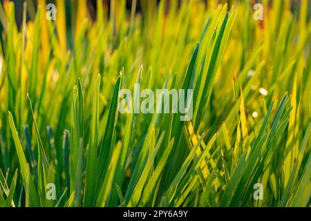 Sonniges Grasblatt Stockfoto