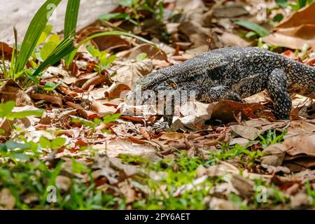 Schwarzweiß-Tegu, das in natürlichen Lebensräumen, Pantanal Wetlands, Mato Grosso, Brasilien, unterwegs ist Stockfoto