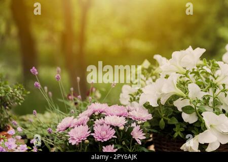 Verschiedene blühende Topfblumen und Kräuter, Gartengeräte und Werkzeuge Stockfoto