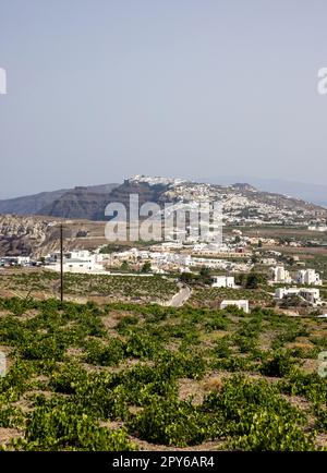 Assyrtiko - einheimische Weintrauben auf der Insel Santorin Stockfoto