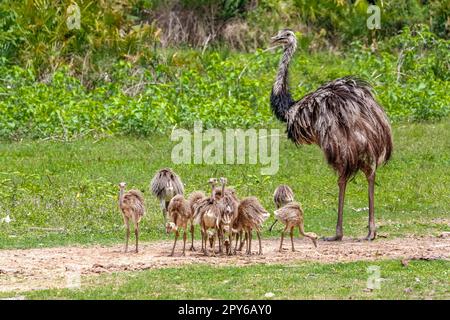 Rhea oder Nandu Mutter und Babys, die im Gras, Pantanal Wetlands, Mato Grosso, Brasilien forschen Stockfoto
