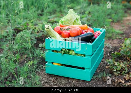 Frisches Gemüse in Holzkiste im Garten - Ernte und Gartenarbeit Stockfoto