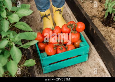 Frisches Gemüse in Holzkiste im Garten - Ernte und Gartenarbeit Stockfoto
