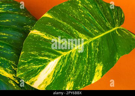 Tropische grüne und gelbe Pflanze Dieffenbachia dumb Zuckerrohr Hauspflanze Mexiko. Stockfoto