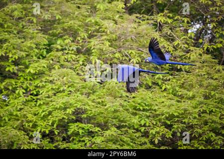 Zwei Hyazinth Macaws im Flug vor grünem Hintergrund, Pantanal Wetlands, Mato Grosso, Brasilien Stockfoto