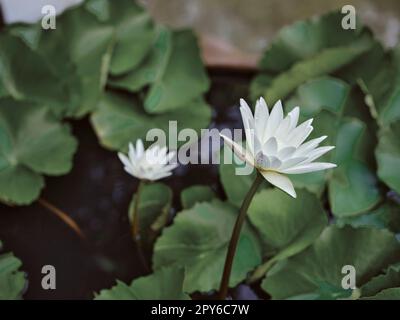 Lotus blüht weiße Blumen im Teich Stockfoto