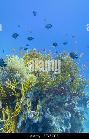 Farbenfrohe Korallenriffe am Boden des tropischen Meeres, gelbe Feuerkorallen und Schwarm von Ameisenfischen, Unterwasserlandschaft Stockfoto