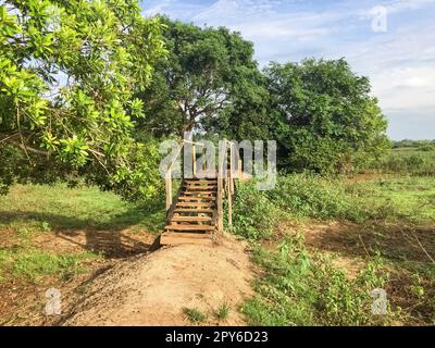 Holzsteg über Sumpflandschaft auf einem Wanderweg in der Morgensonne, Pantanal Wetlands, Mato Grosso, Brasilien Stockfoto