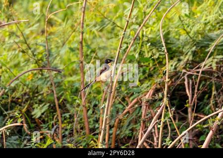 Donacobius mit schwarzer Kappe sitzt auf einem Zweig vor grünem Hintergrund, Pantanal Wetlands, Mato Grosso, Brasilien Stockfoto