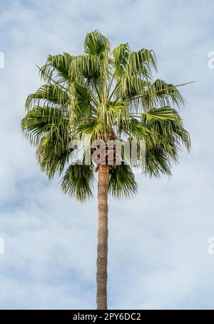 Mexikanische Fanpalme Stockfoto