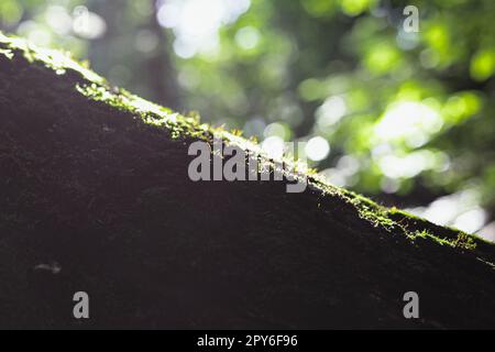 Nahaufnahme Moos, das die Baumrinde bedeckt, Konzeptfoto Stockfoto