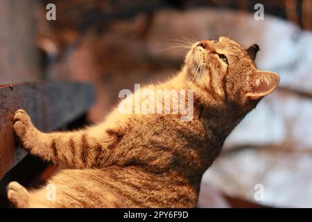 Nahaufnahme des süßen Tabby-Katzenschielens in der Sonne Konzeptfotos Stockfoto