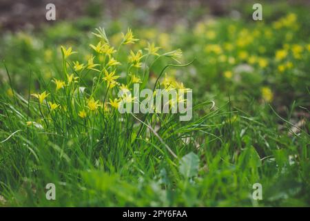 Nahaufnahme kleiner gelber sternförmiger Blumen im Gras Konzeptfoto Stockfoto