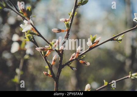 Nahaufnahme der Kirschblütenknospen auf dem Konzeptfoto des Zweigs Stockfoto