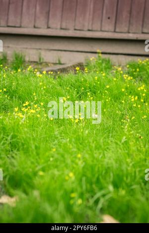 Nahaufnahme von hellgrünem Gras mit gelben Wildblumen auf dem Hoffoto Stockfoto