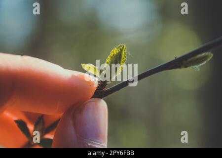 Nahaufnahme der Finger, die einen Zweig halten, mit grünem Knospen-Konzeptfoto Stockfoto