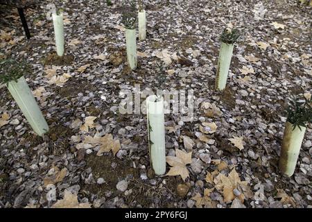 Plantage kleiner Olivenbäume Stockfoto