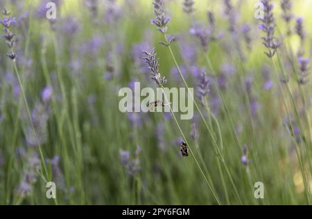 Wespen auf Lavendelpflanze Stockfoto