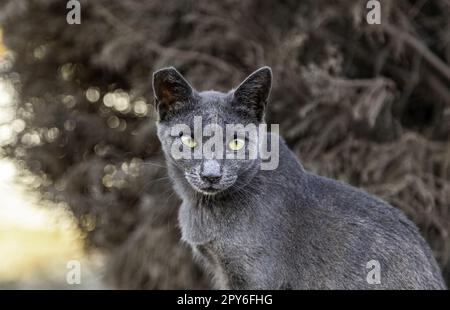 Verlassene graue Katze auf der Straße Stockfoto