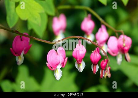 Traenendes Herz Stockfoto